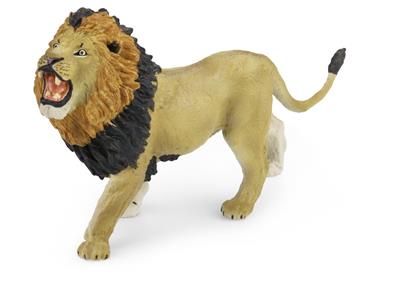 Male lion