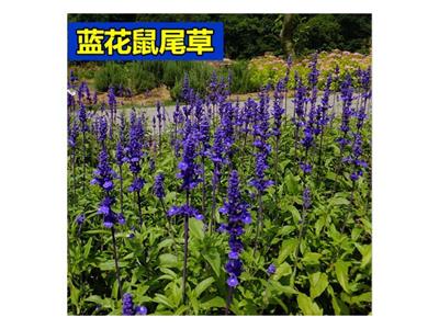 蓝花鼠尾草种子蓝花香草奇亚籽多年生四季易种的盆栽庭院花种子